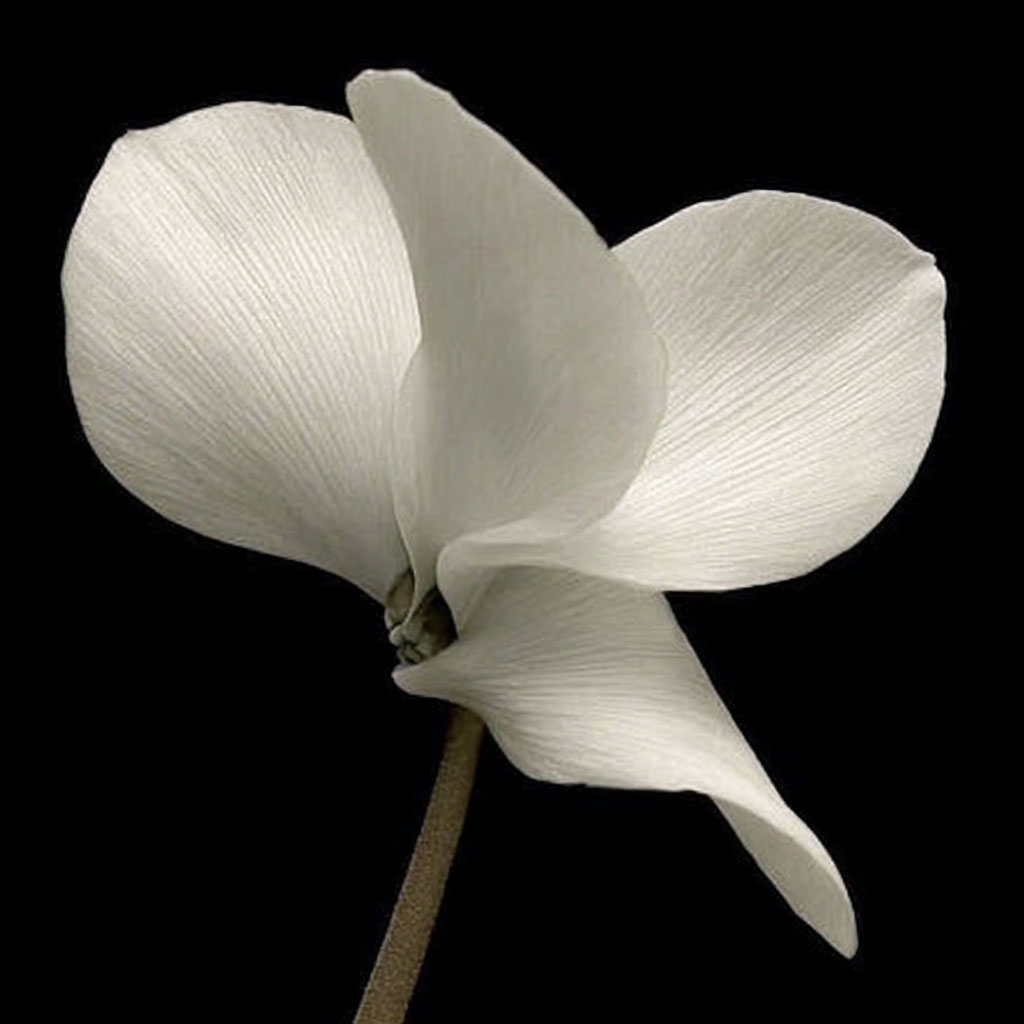 white flower